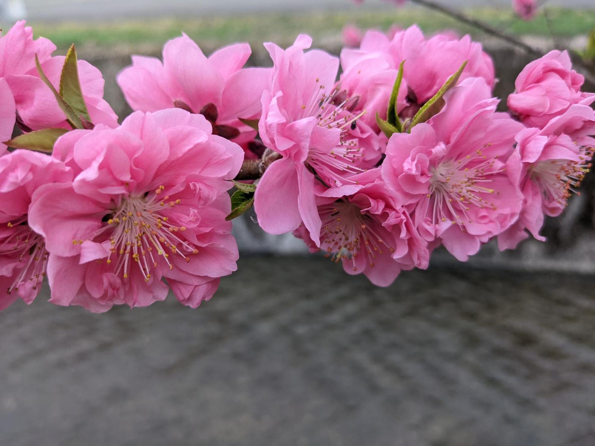 Farm Stay Inn Sanzaemon-Tei 母屋guesthouse Shiga-Takasima Traditional Japanese Architecture House エクステリア 写真